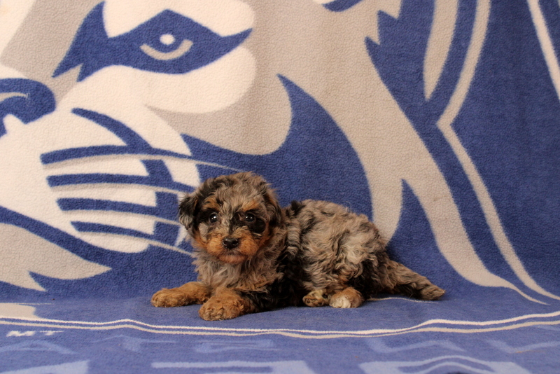 puppy, for, sale, Mini Bernedoodle F1, Matthew B. Stoltzfus, dog, breeder, Gap, PA, dog-breeder, puppy-for-sale, forsale, nearby, find, puppyfind, locator, puppylocator, aca